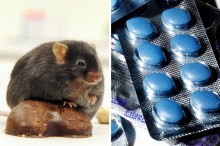 ожирение, Виагра, лабораторные мыши