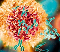 антитела, клетки лимфолейкоза