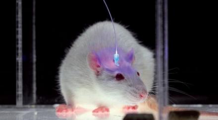 В экспериментах на мышах удалось имплантировать ложные воспоминания