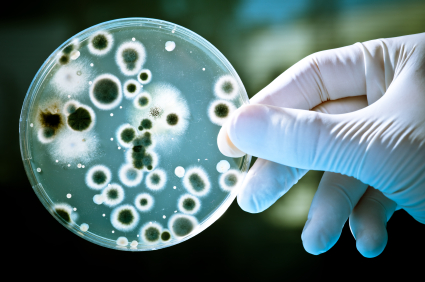 Расшифрованы некоторые механизмы устойчивости патогенных бактерий к антибиотикам