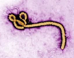 клеточный механизм вируса Эбола