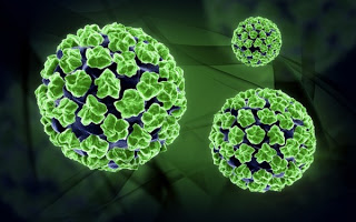 канцерогенные типы вируса папиллома человека