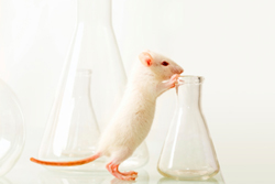 Выявлена генетическая мутация у мышей, отвечающая за алкоголизм