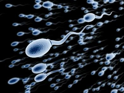 способность больших сперматозоидов к оплодотворению
