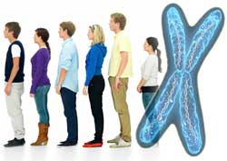 Различие в росте мужчин и женщин кроется в Х-хромосоме