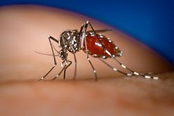 10 фактов о малярии