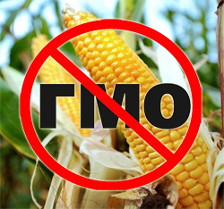 Россия может отказаться от ГМО