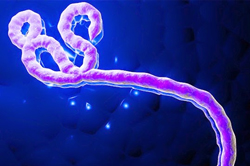 тест на вирус эбола