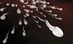 сперматозоиды созданные искусственным путем
