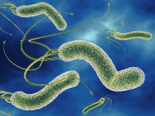 эрозия желудка, микроорганизм Helicobacter pylori