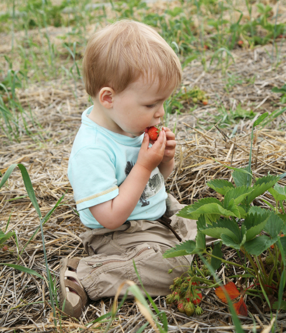 Дети в летнее время любят лакомиться свежими фруктами и ягодами