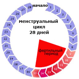 Физиологичный менструальный цикл и его регуляция