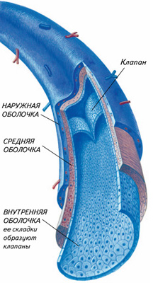 Строение вены