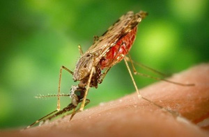 переносчик малярии - малярийный комар