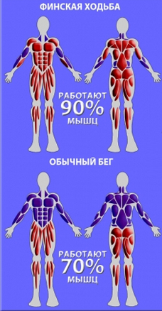 работа мышц при скандинавской ходьбе