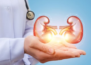 Почки: Избыток белка может быть опасен